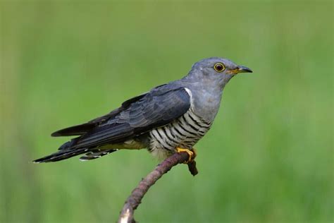 Cuckoo Symbolism - Spirit Animal Totems