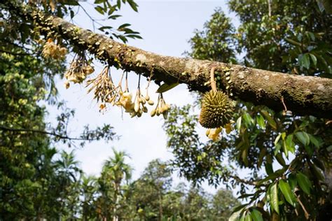 Foto Catat Penyebab Bunga Durian Rontok Dan Cara Mengatasinya