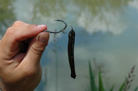 Fishing Leeches -Biggest Wrigglers - 5 pack