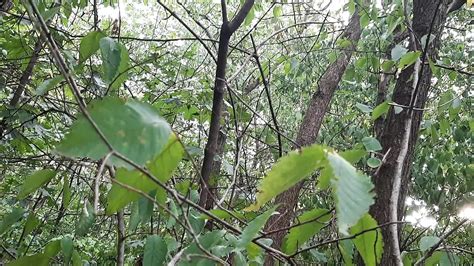 Masturbation Porn Videos XHamster