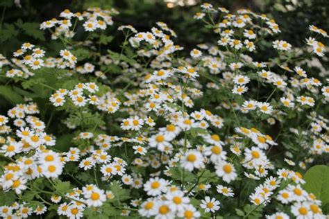 Feverfew Matricaria Seeds Of Imbolc