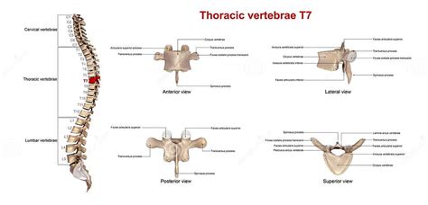 Thoracic Vertebrae T7 Stock Illustration Illustration Of Anatomy