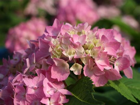 Ballhortensie Endless Summer ® The Original Rosa Hydrangea