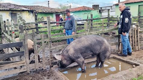 Su Nos Pre O Bom Na Feira De Caruaru Pe Al M De Caprinos E