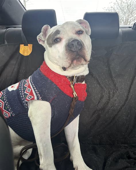 ShOrT cOaTeD dOgS dOnT sHeD tHaT mUcH! : r/pitbulls