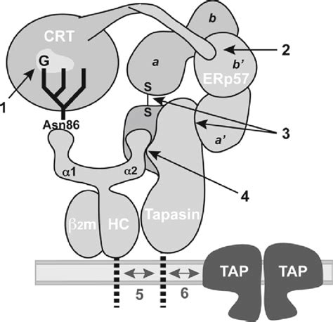 Model Of The Mhc Class I Peptide Loading Complex And Interactions