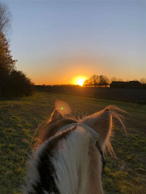 Pin Van Danielle Reed Op Future Home Mooie Paarden Paarden Fotoshoot