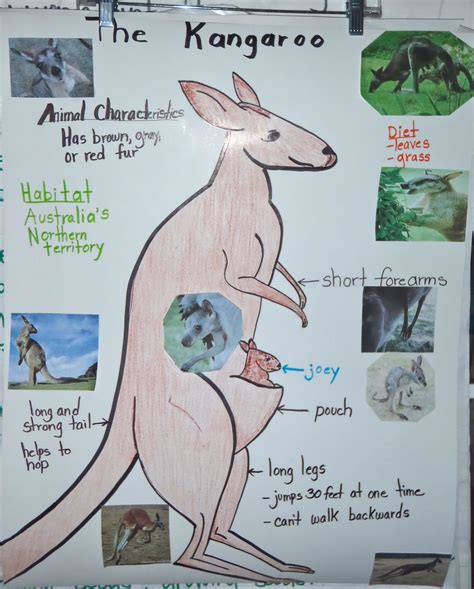 Kangaroo Life Cycle Diagram