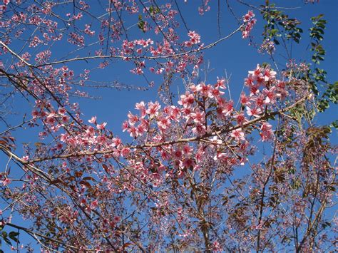 Flor De Cerejeira Conheça Mais Sobre A Bela Lenda Japonesa