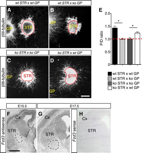 Gp Mediated Chemoattraction Of Striatal Axons Is Lost In Frizzled