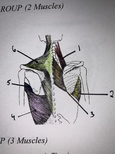 Upper Limb Part 2 Flashcards Quizlet