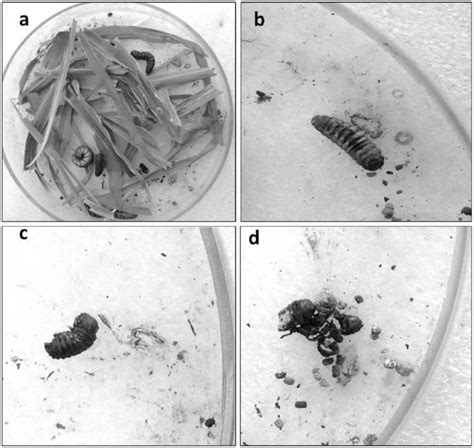 Larvicidal experiment: a – Mythimna separata larvae in the control, b ...