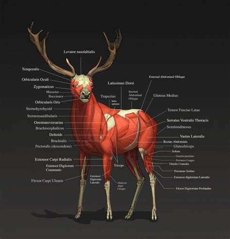 Deer Skeleton Diagram Deer Skeleton Red Animal Elaphus Cervu