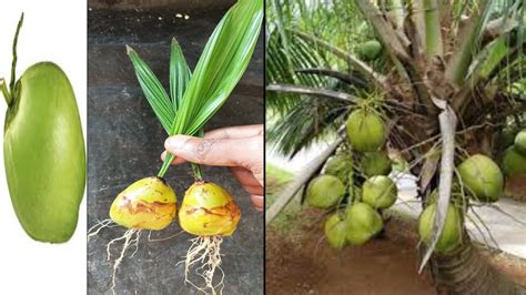 How To Grow Coconut Tree From Coconut Fruit For Beginners Propagate