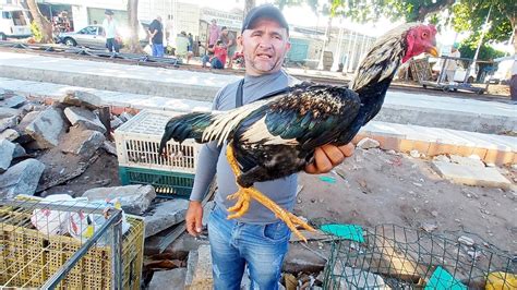 A FEIRA DAS GALINHAS DE SEGUNDA FEIRA E SHOM EM ARAPIRACA AL BRASIL