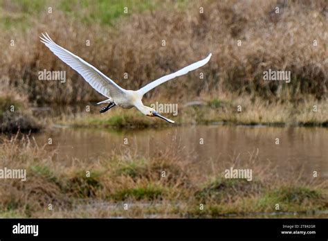 Common Spoonbill Bird In Its Natural Habitat Of Doñana National Park