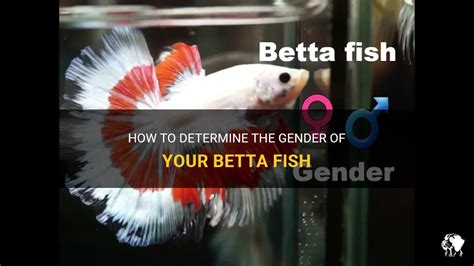 How To Determine The Gender Of Your Betta Fish Petshun