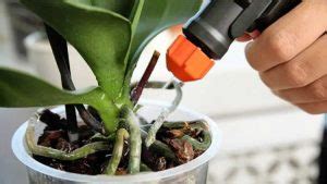 Yeast Elixir for Orchids: Crafting a Natural Fertilizer Recipe – Tipsin ...