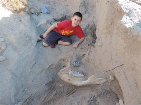 Year Old S Stumble Leads To Million Year Old Fossil Discovery