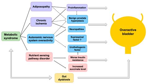 Biomedicines Free Full Text Metabolic Syndrome And Overactive