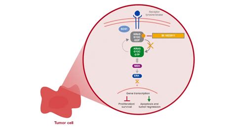 Kras G12c Inhibitor Inoncology Boehringer Ingelheim