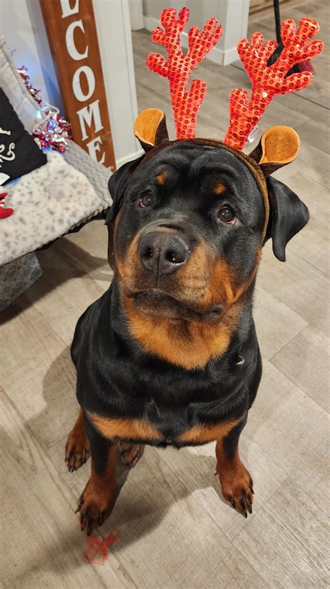 🎶Koda the Black Nosed Rott-deer🎶 : r/Rottweiler