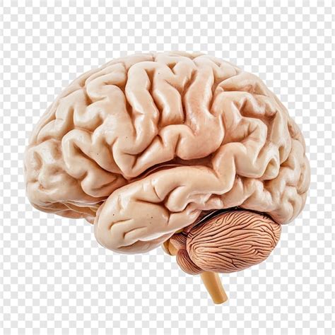 Anatomie Du Cerveau Humain Psd Modèles Psd Gratuits De Haute Qualité à