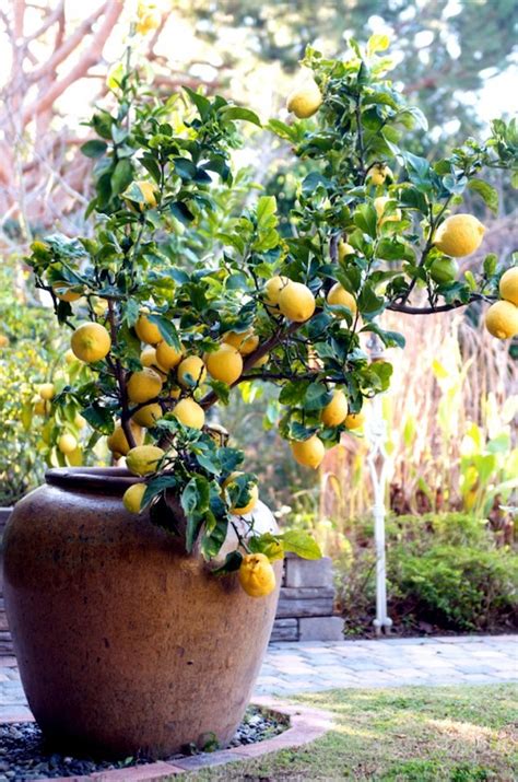 You can dwarf fruit trees in pots and growing trays on the balcony ...