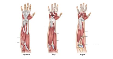 Human Anatomy and Physiology | Forearm Muscles Diagram | Quizlet