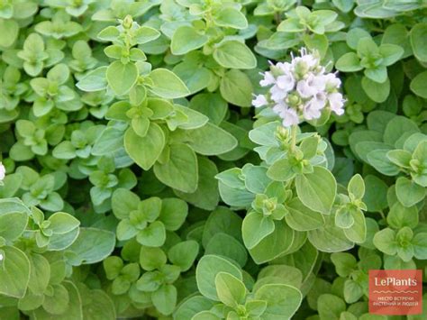 Майоран (Origanum majorana) — описание, выращивание, фото | на LePlants.ru