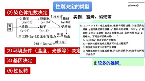 2023届高三生物一轮复习课件：人类遗传病共22张ppt21世纪教育网 二一教育