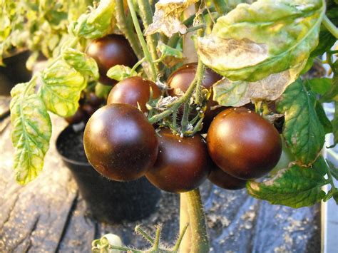 Genetically modified Purple Tomato to hit Aussie shelves in 2026 - AusSMC