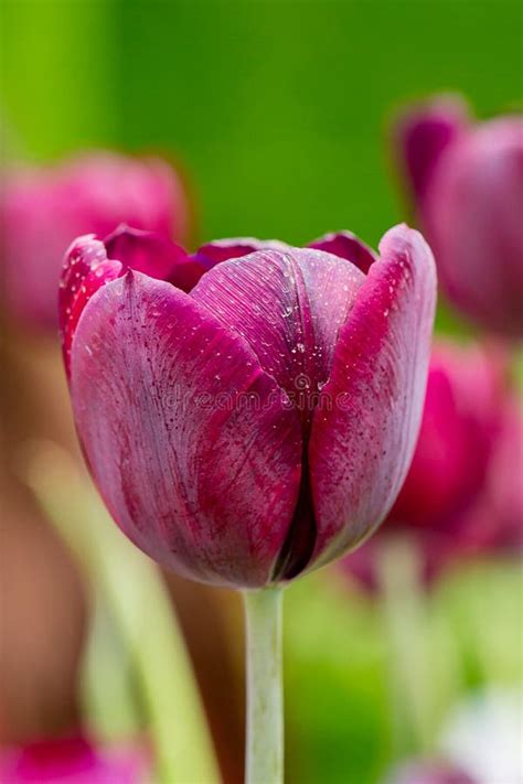 Pink Tulip Stock Photo Image Of Flora Bouquet Beautiful 69794752