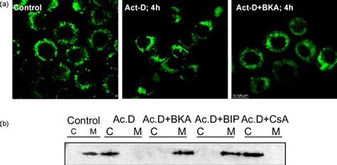 Actinomycin D Induced Cytochrome C Release Cytochrome C Release During