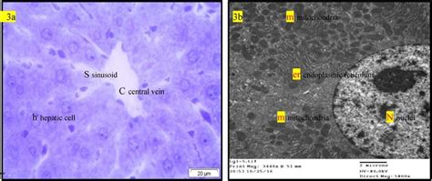 A Light Micrograph Of Semi Thin Section Of Liver Of Normal Rats Gi