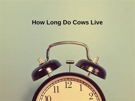 how long to cows live