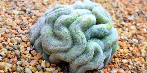 These Strange Plants Look Like Alien Creatures