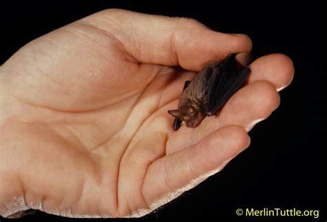 Fun Bat Facts - Merlin Tuttle's Bat Conservation