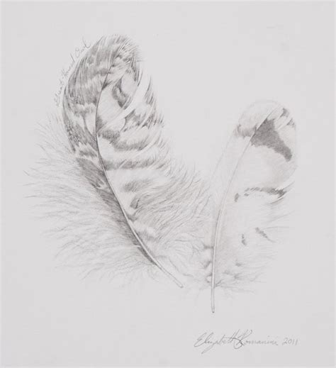 Great Horned Owl Feathers Original Pencil by thenaturalline