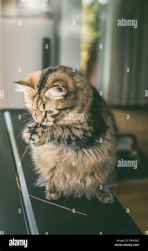 Fluffy Cat Sits On Its Hind Legs And Holds Grass In Its Front Paws And