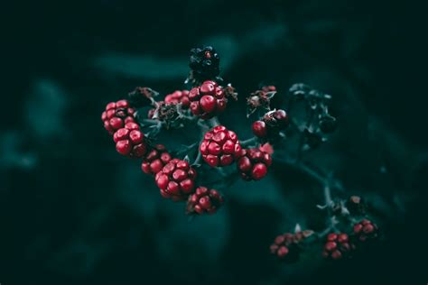 Are service berries toxic to dogs? Safe treatment guide