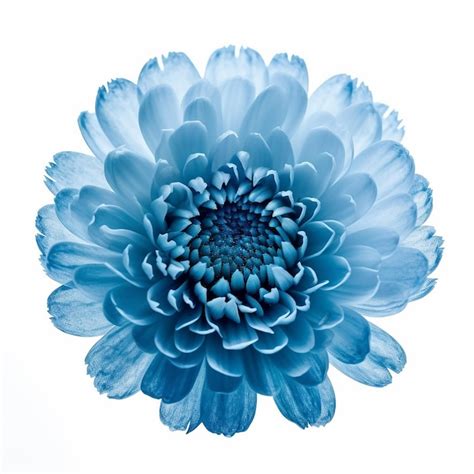 Premium Ai Image Isolated Blue Flower In Profile