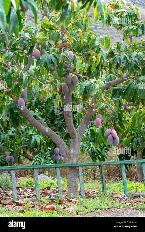 Tropical Mango Tree With Big Ripe Mango Fruits Growing In Orchard On