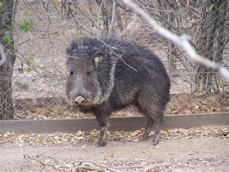 FAUNA PARAGUAY WILDLIFE