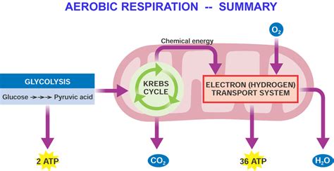 Aerobic Respiration - CELLULAR RESPIRATION