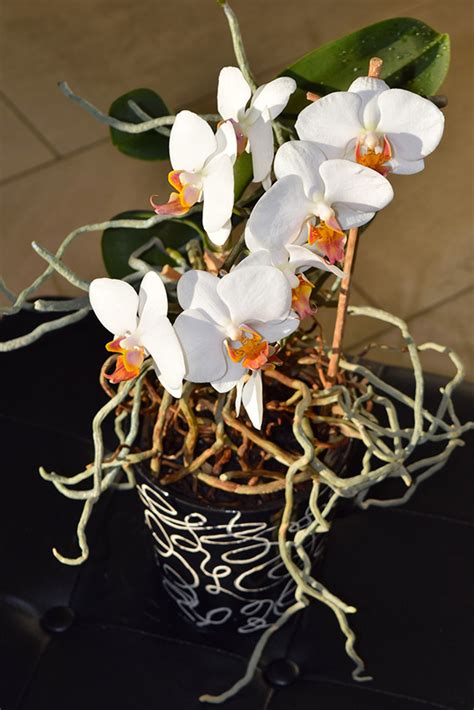 Orchideen Umtopfen 6 Schritte Zum Richtigen Umpflanzen Von Orchideen