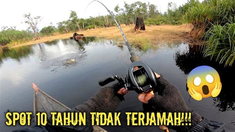 Seru Mancing Ikan Toman Di Pedalaman Sungai Sebangau Kalimantan