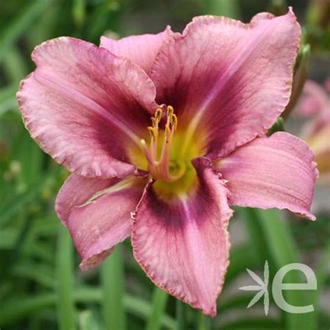 Hemerocallis Purple Bicolor Ctr 3l