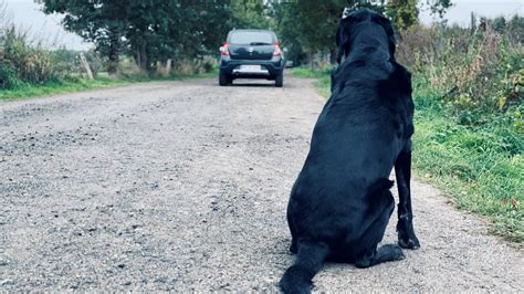 Pet owners are sharing their experiences with where to euthanize a dog for free 42