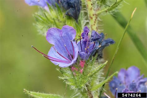 Echium vulgare L. - idseed